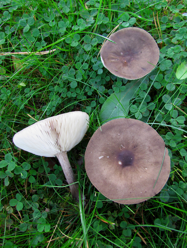 Melanoleuca melaleuca — photo