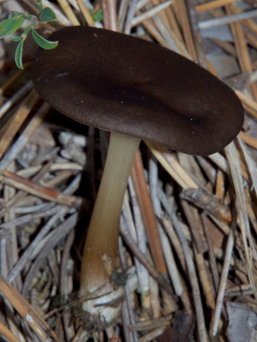 Melanoleuca melaleuca — photo