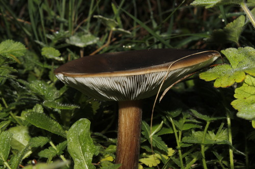 Melanoleuca polioleuca — photo