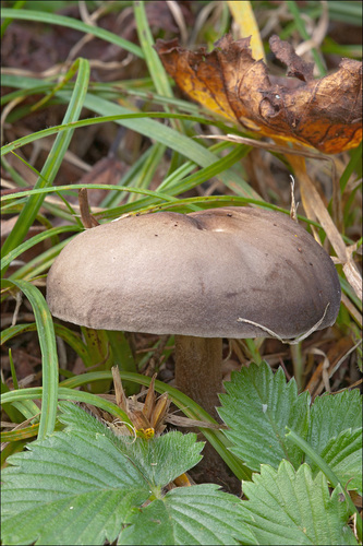 Melanoleuca polioleuca — photo