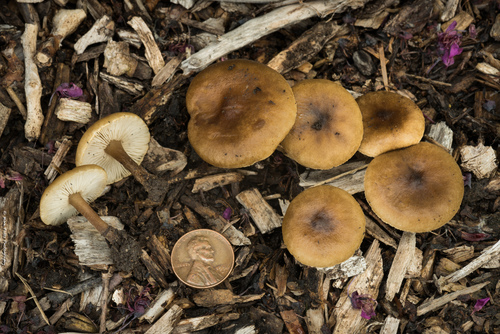 Melanoleuca polioleuca