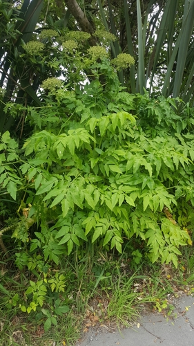 Melanoselinum decipiens (Black parsley) — photo