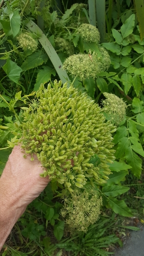 Melanoselinum decipiens (Black parsley) — photo