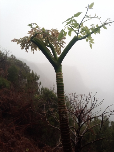 Melanoselinum decipiens