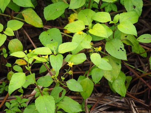Melanthera biflora (Beach sunflower) — photo