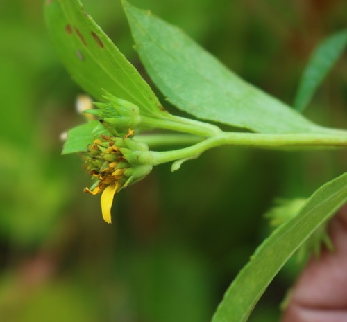 Melanthera biflora (Beach sunflower) — photo