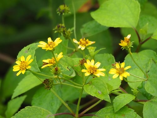 Melanthera biflora