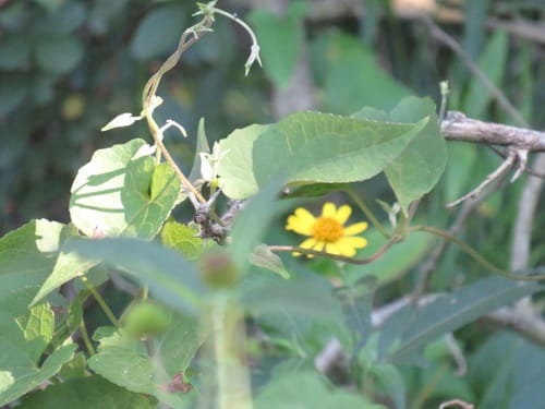 Melanthera scandens (Waga waga) — photo