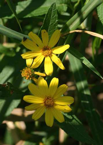 Melanthera scandens