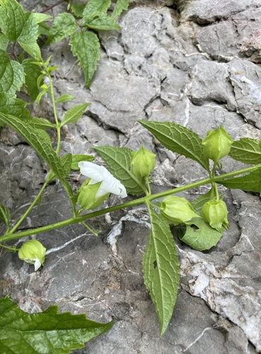 Melasma physalodes — photo