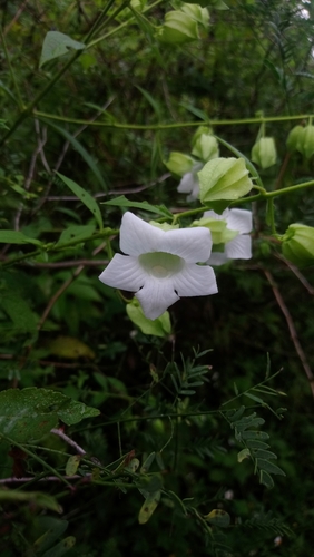 Melasma physalodes — photo