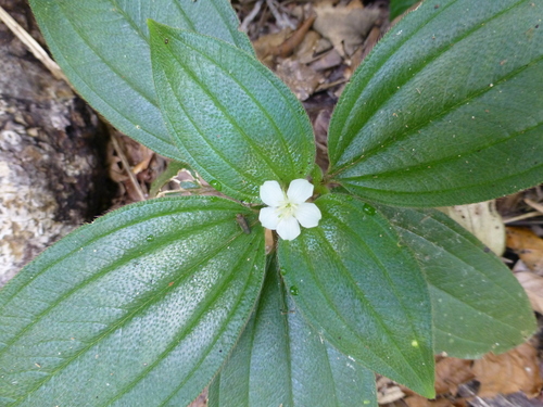 Melastoma cyanoides (Bush Strawberries) — photo