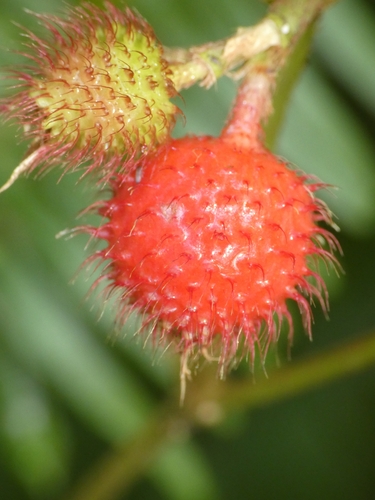 Melastoma cyanoides (Bush Strawberries) — photo