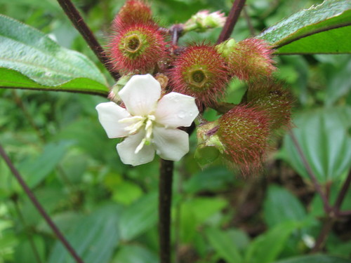 Melastoma cyanoides