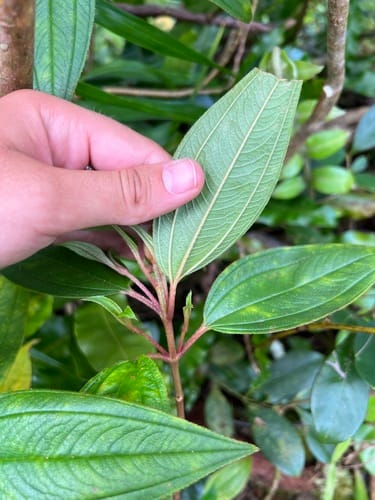 Melastoma denticulatum (Pacific melastoma) — photo