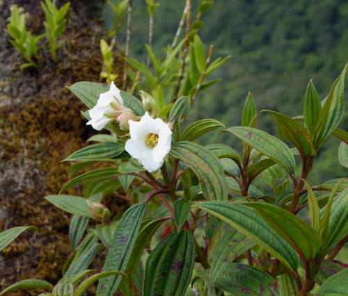Melastoma denticulatum