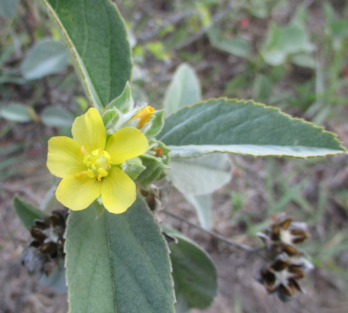 Melhania forbesii