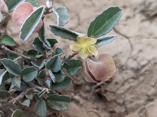 Melhania ovata — photo