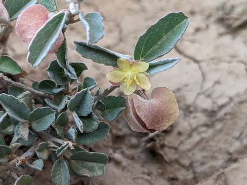 Melhania ovata