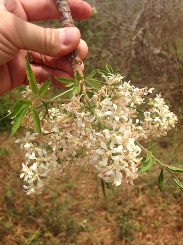 Melia volkensii — photo