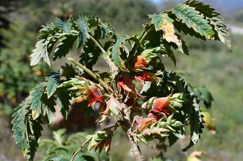 Melianthus comosus