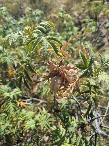 Melianthus comosus — photo