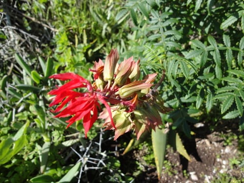 Melianthus elongatus