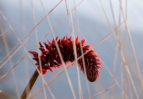 Melianthus major (Honey-flower) — photo