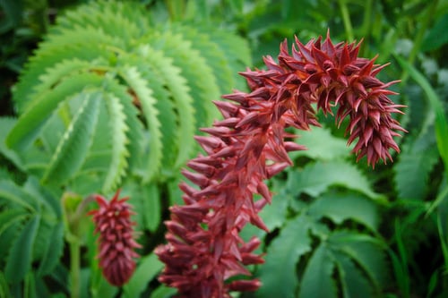 Melianthus major