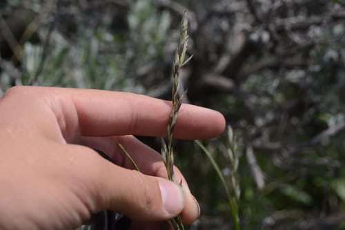 Melica bulbosa (Oniongrass) — photo