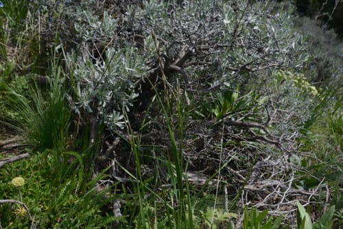 Melica bulbosa (Oniongrass) — photo