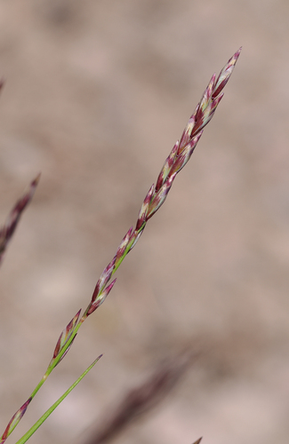 Melica bulbosa
