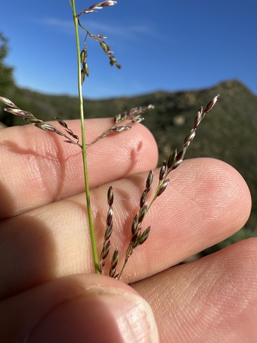 Melica imperfecta (Small flower melicgrass) — photo