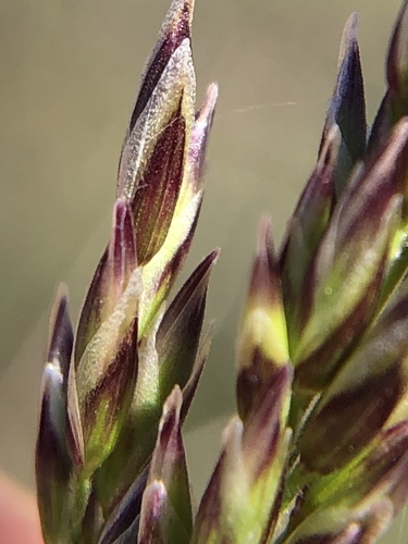 Melica imperfecta (Small flower melicgrass) — photo