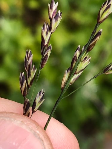 Melica imperfecta