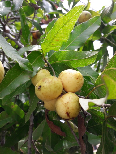Melicoccus lepidopetala