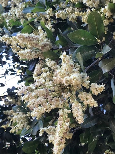 Melicoccus oliviformis