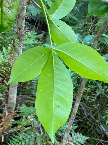 Melicope elleryana (Cork wood) — photo