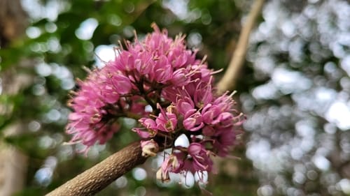 Melicope elleryana (Cork wood) — photo