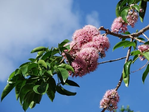 Melicope elleryana