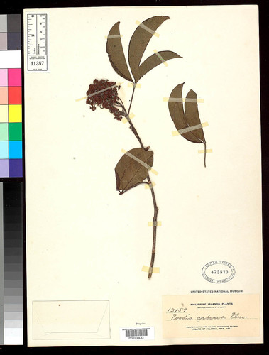 Melicope lunu-ankenda (Sour-relish wood) — photo