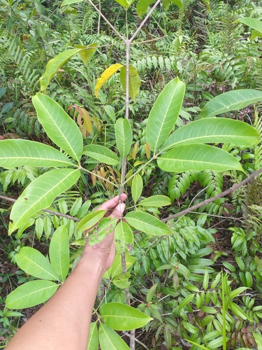 Melicope lunu-ankenda