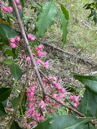 Melicope rubra — photo