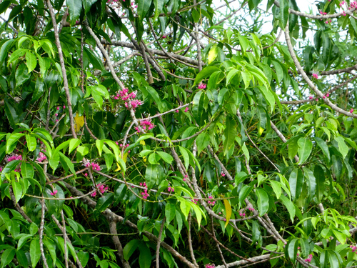 Melicope rubra