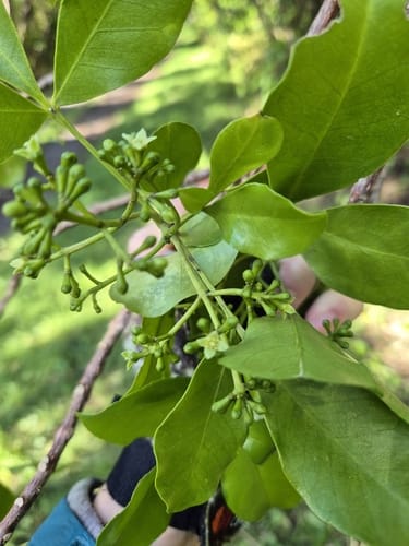 Melicope ternata (Wharangi) — photo