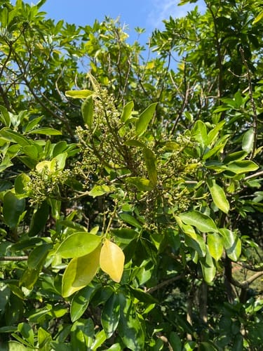 Melicope triphylla — photo