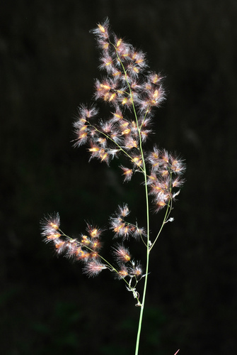 Melinis repens (Natal red-top) — photo