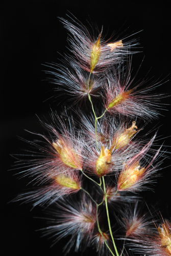 Melinis repens (Natal red-top) — photo