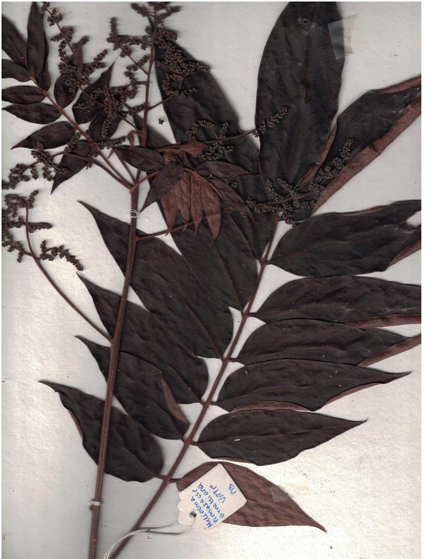 Meliosma arnottiana — photo