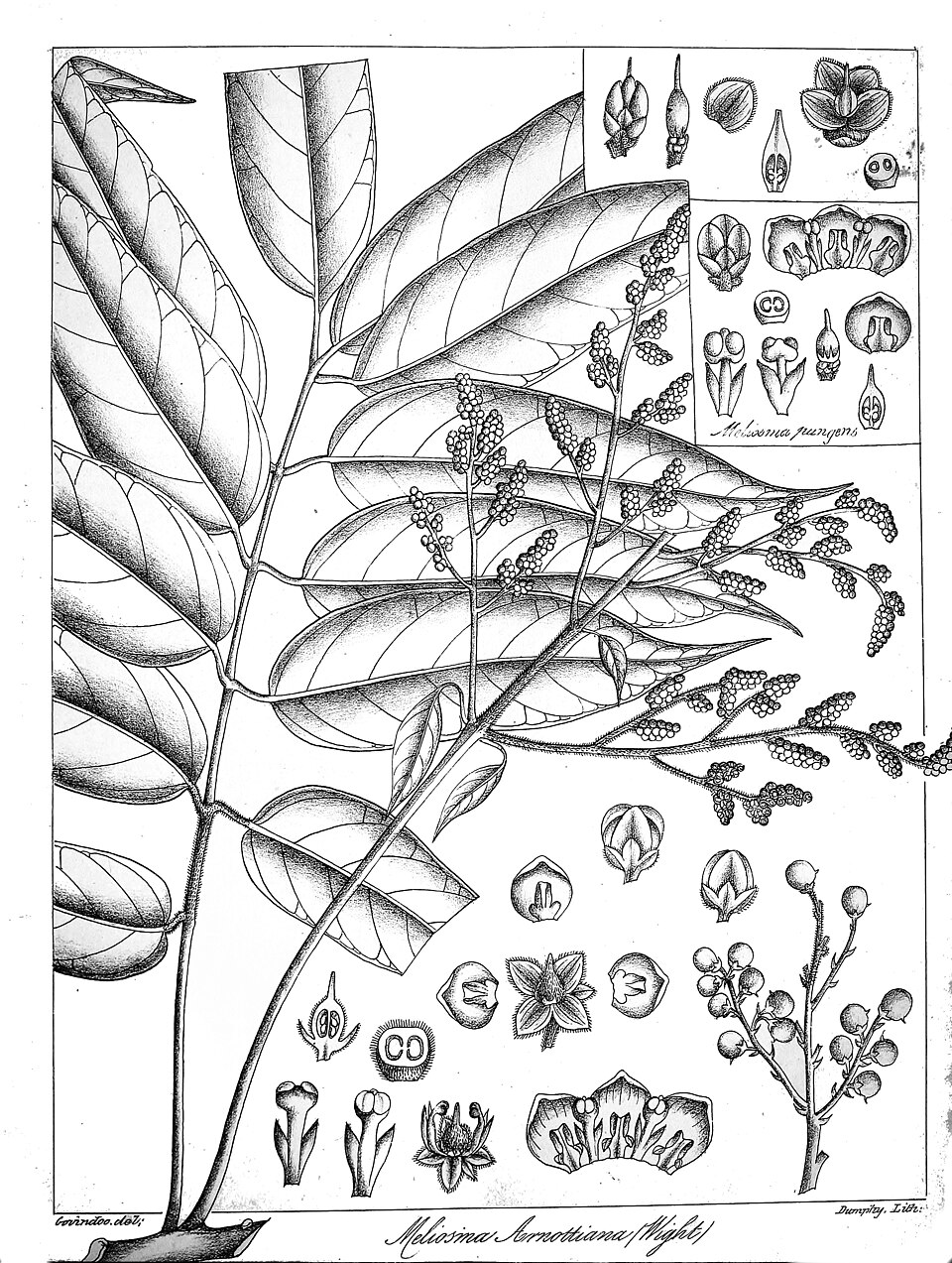 Meliosma arnottiana